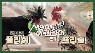 관상닭 품종소개🐔 백머리 폴리쉬 \u0026 프리즐 / Chicken Breeds🐔 White Crested Polish \u0026 Frizzle