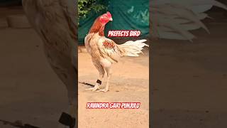 #RAVINDRA gari punjulu top quality breed available #pandem #rooster #topquality