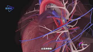 【Human Anatomy】Lung blood vessels  【人体解剖】肺的血管