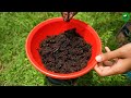 🌿grow guava tree fast with these pro tips best ideas for growing guava tree guava live