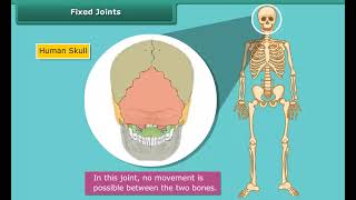 Fixed Joints