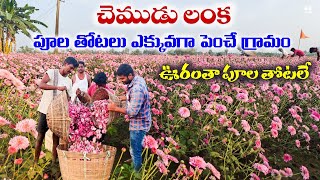 పూల తోటలు || Chemudu Lanka village || Flowers Cultivation | kadiyapulanka #flowers #village #vlog