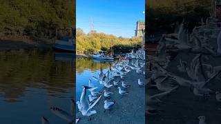 Black-headed gulls | MUMBAI | Gorai