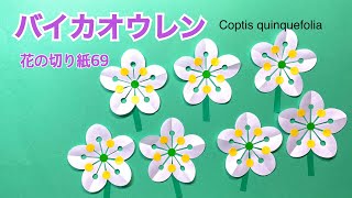 バイカオウレン/花の切り紙69🌸 Coptis quinquefolia