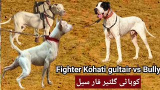 Fighter Kohati gultair vs Famous Pakistani Bully Dog | Dogs Farm House | Pk Animals