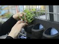 how to plant up a mobilane plantcassette