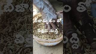 ఈ రోజు పొలంలో వరి నారు పోసాము  #Rice Sowing in farm today 🌾🌾🌾#organic farming#shorts #ytshorts