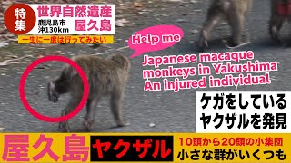 ヤクザル：移動中のお猿の群れについていったら警戒された！屋久島 西部林道（世界自然遺産） / ヤクシマザル ヤクニホンザル monpai monyet サル 猿 子ザル 小猿