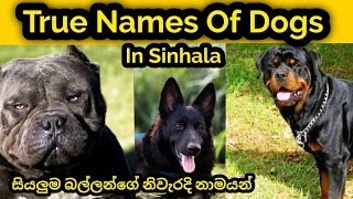 ලොව සිටින සියළුම බල්ලන්ගේ නිවැරදි නාමයන් | True Names of Dogs in Sinhala | dog name in sinhala