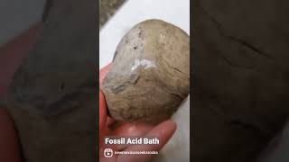 Fossilized coral acid bath update #rocks #fossil #geology #thefinders