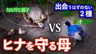 0521C【カルガモ親子VSストーカー】雛鳥を守る戦い。減ったヒナ。親なし迷子も一緒に行動。頼りない父【怪我のオオバン】