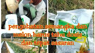 cara penyemprotan semangka dan melon