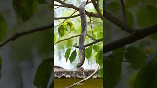 ഒരു വെറൈറ്റി പ്രതികാരം!🥴🐍Man Took Revenge On A Snake! #shorts #storify #trending #hope