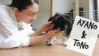 【ミニチュアシュナウザー】２ヶ月子犬とのコミュニケーション/家に来て２週間後の成長記録   　　　　　  #ミニチュアシュナウザー　#ミニチュアシュナウザー子犬　#子犬　#2ヵ月子犬