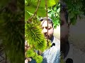 റംബൂട്ടൻ കുലകൾ എങ്ങനെ ഉണ്ട് flowers plants flower food fruit fruitplants rambutan tips