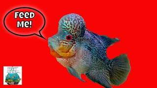 My King Kamfa Flowerhorn Cichlid Live Fish Feeding!