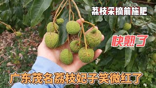 廣東茂名荔枝妃子笑已經微紅了，很快成熟了，記得挖坑施肥 Cantonese lychee concubine laugh is very familiar, remember to fertilize