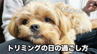 【ペキプー】20代夫婦と子犬のトリミングの日の過ごし方【ミックス犬】