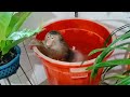 Jk Family at Garden searching Durian