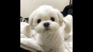 世界名犬之马尔济斯犬（马耳他犬）