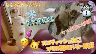 一夜で積もった雪に大喜びする､スコティッシュ猫一家🐱マリオ君