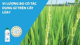 Vi lượng Bo có tác dụng gì trên cây lúa?