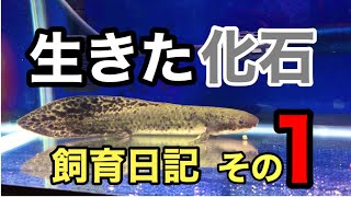 【古代魚】ネオケラトドゥス がうちに来た！