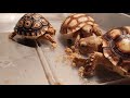 喂食苏卡达陆龟超级疗愈【小龜成長日記】陸龜sulcata feeding my sulcata tortoise turtle