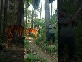 real tiger attack satakosia #viral #tiger #satkosia #shorts