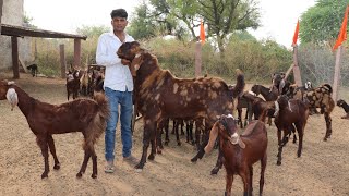 Big Breeder goat \u0026 bakriyan at Lucky goat farm