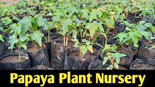 Papaya plant nursery || Agri Duniya