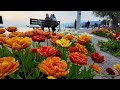 bardolino lake garda italy walking tour 4k60fps april 2024