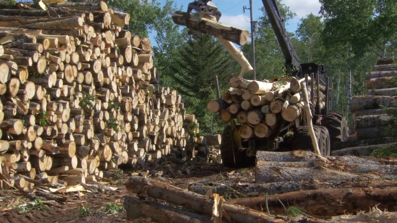 Silviculture Youtube