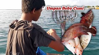 Mancing Ikan Umpan Cumi Dapat Kerapu Merah