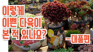 최고로 이쁜 다육이들 한번 보고가실게요~~~ (多肉植物)(たにくしょくぶつ)