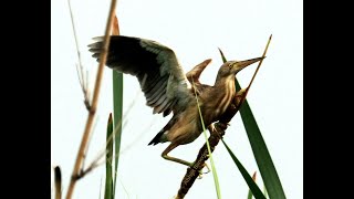 TONGTOLA ... (Baruipur)    - By Abhijit Banerjee.