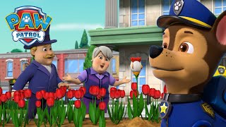 寻找小鸡郁金香！还有更多精彩故事！- PAW Patrol 汪汪隊立大功 - 兒童卡通