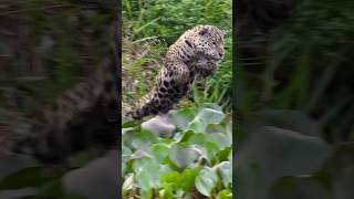 Being a top predator doesn’t mean it’s easy! Jaguar Jumping #jaguar #pantanal #bigcats #onçapintada