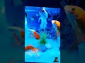 beautifull gold fish, fish aquarium setup, #aquariumfishfish