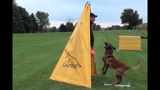 Cato Board for IGP Schutzhund training