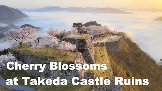 Cherry Blossoms at Takeda Castle Ruins - 竹田城跡の桜 /空撮