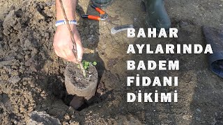 MART AYINDA TÜPLÜ BADEM FİDANI NASIL DİKİLMELİ ?