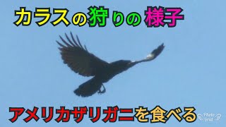 【ザリガニを食べる】カラスがザリガニを捕食する様子🐥カラスよ外来種を駆逐してくれ💦 20180418、カラス