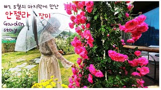 [정원 이야기 7편 4k] Korean garden. 5월 마지막 정원/안젤라장미/독일장미/장미포푸리/장미아치/웨딩찔레