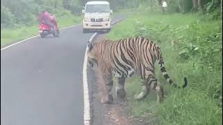 Tadoba Tiger - On highway