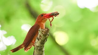 給餌するアカショウビン　4K　【 Ruddy Kingfisher】