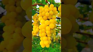 Enjoy Beautiful Yellow Grapes