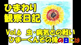 【庭いじり】ひまわり観察日記Vol6　虫・病気との戦い　ひまーくんその後