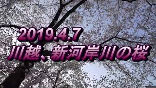 2019 新河岸川の桜。CHERRY BLOSSOMS IN FULL BLOOM.