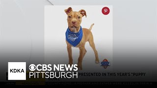 Local dogs set to take the field in Puppy Bowl XXI